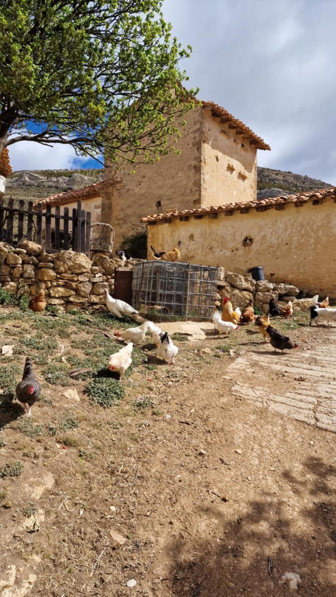 Villa La Casa Del Bosque à Alcalá de la Selva Extérieur photo